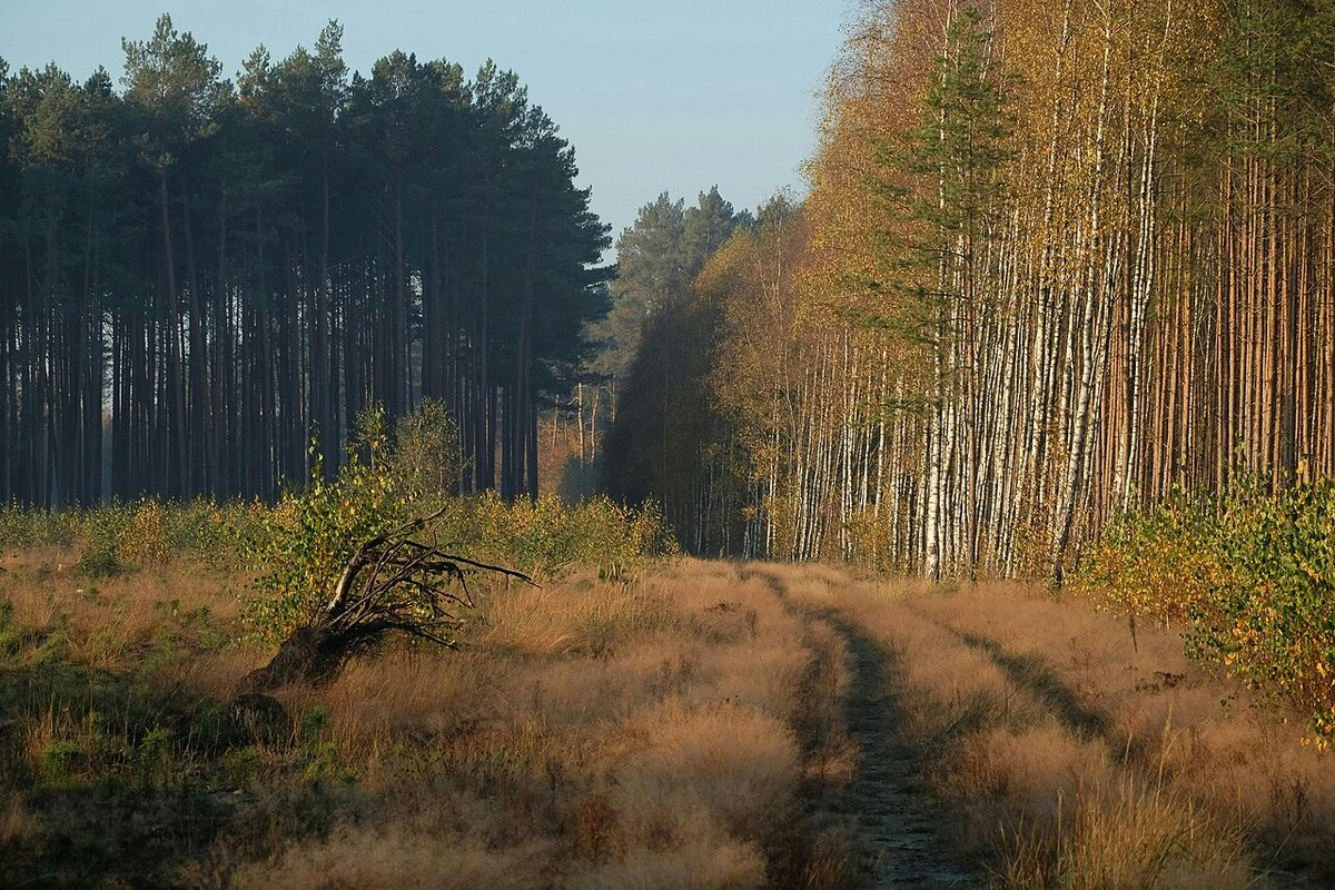 Sentier forestier en automne sous une lumière douce